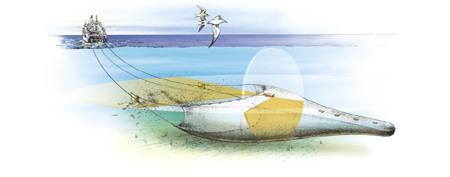 Diagrame of trawl net with FX80 sonar and cameras attached.png