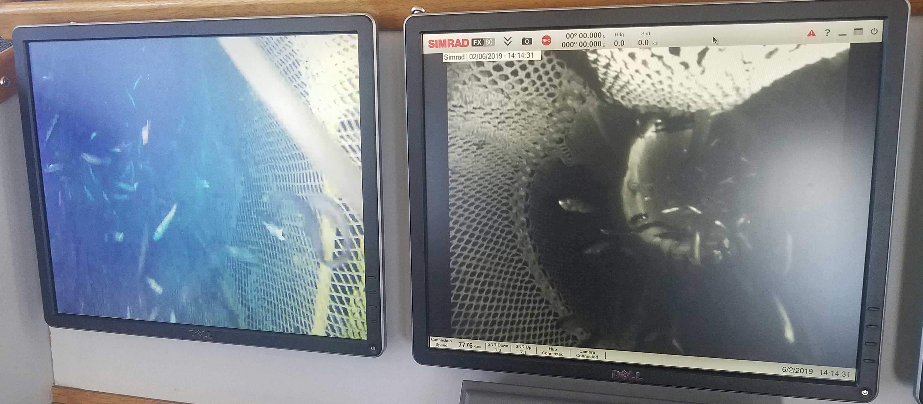 FX80 colour and BW cameras showing fish entering net.jpg