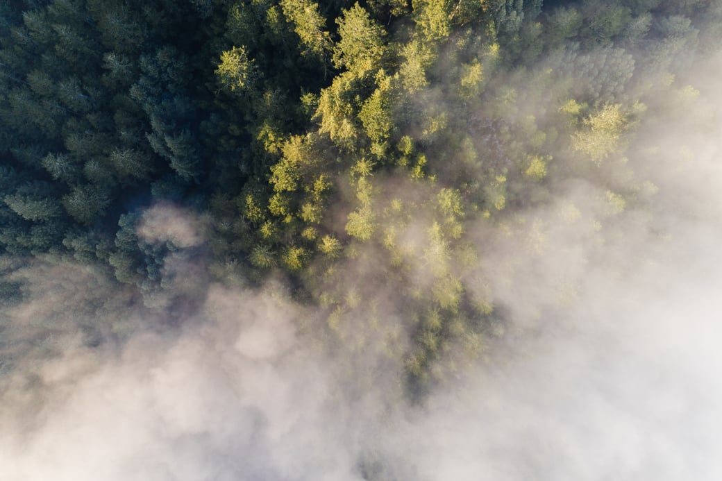 Birds-eye foggy forest