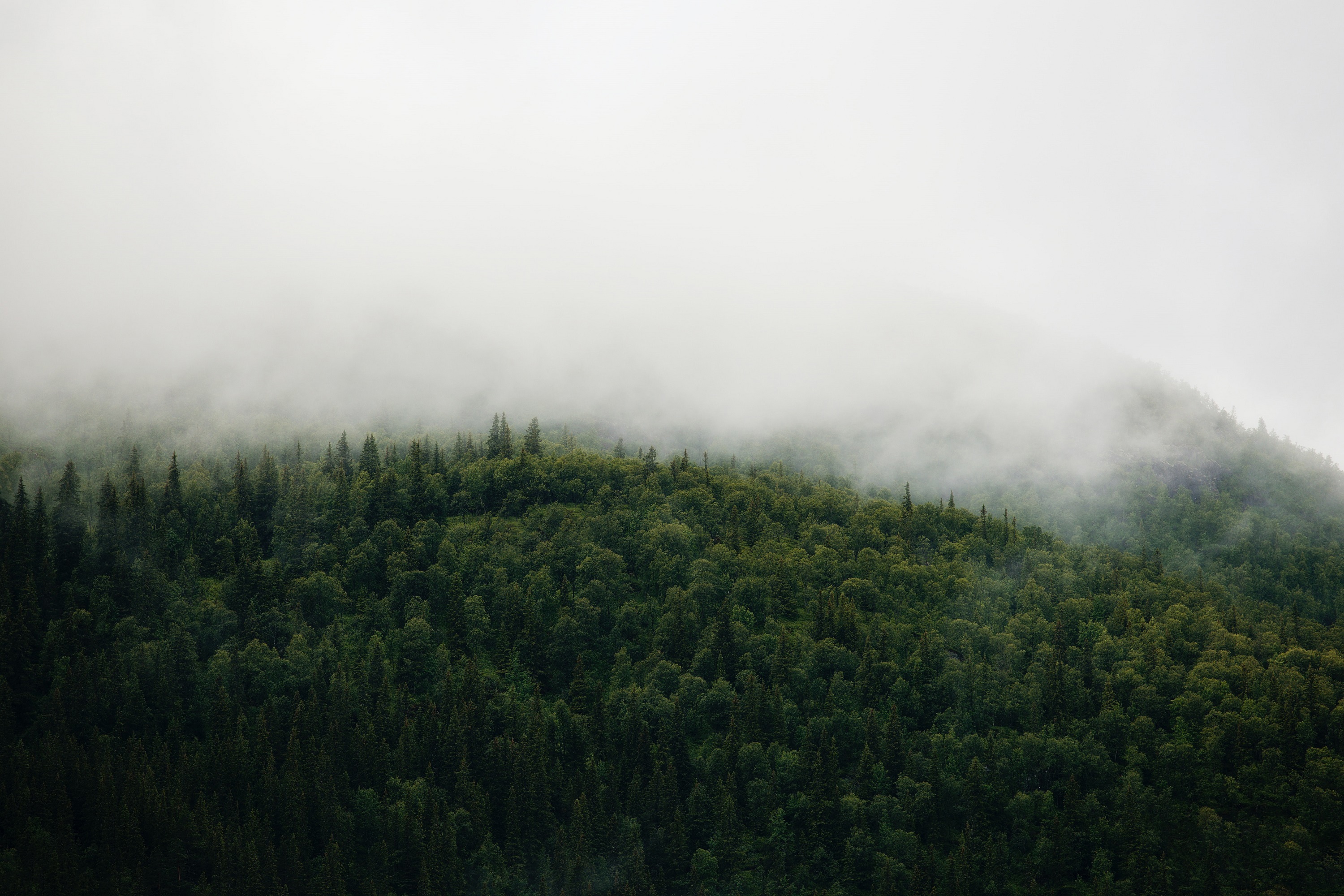 Fog is rolling  through the forest on a lush hillside. Photo by Jon Flobrant on Unsplash