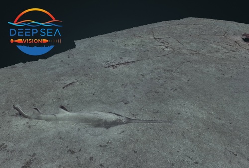 3d mosaic of swordfish