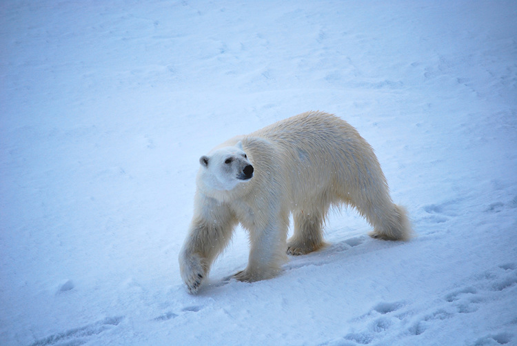 Polarbear in the high Arctic