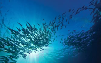 School of fish in ray of sunlight