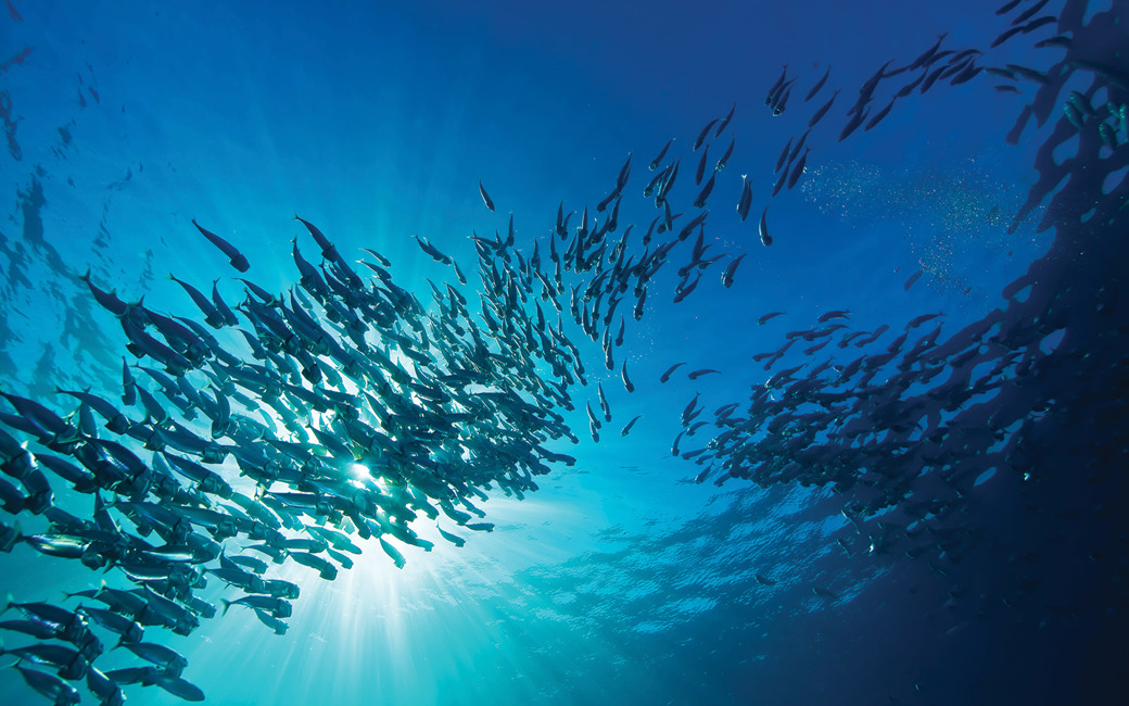 School of fish in ray of sunlight