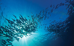 School of fish in ray of sunlight